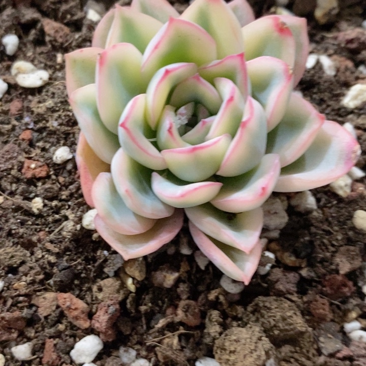 雨燕座锦多肉锦景天