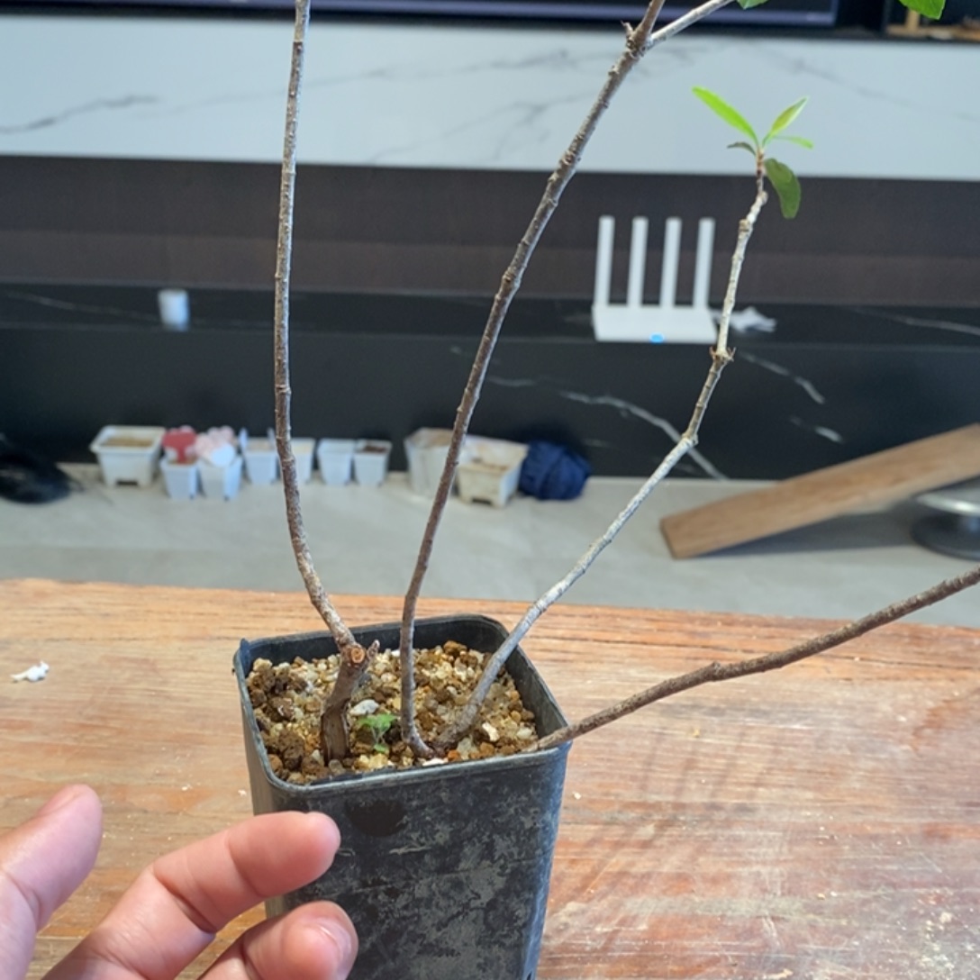 完全开放海岛春花