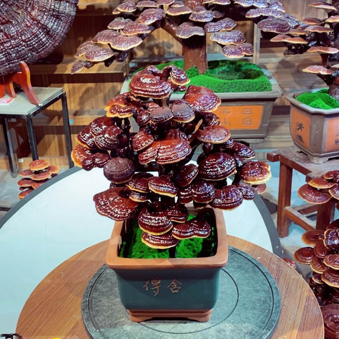 发财树的发财树的