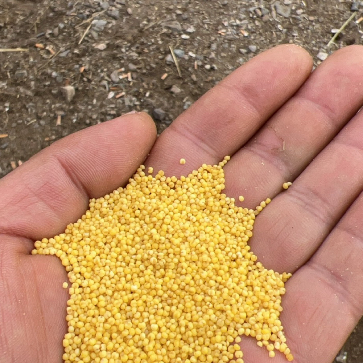 【纯正农家粪肥】赤峰农家大金苗小米（5斤）