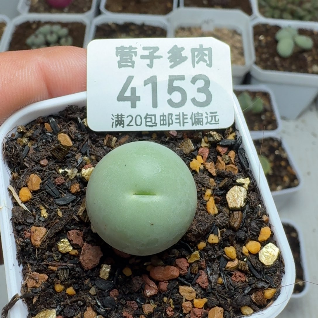 影***生鸽子蛋脱土2.0              