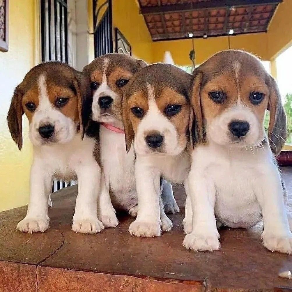 【启晨】宠物狗幼犬比格猎犬史努比米格鲁马斯抓兔子巴吉度