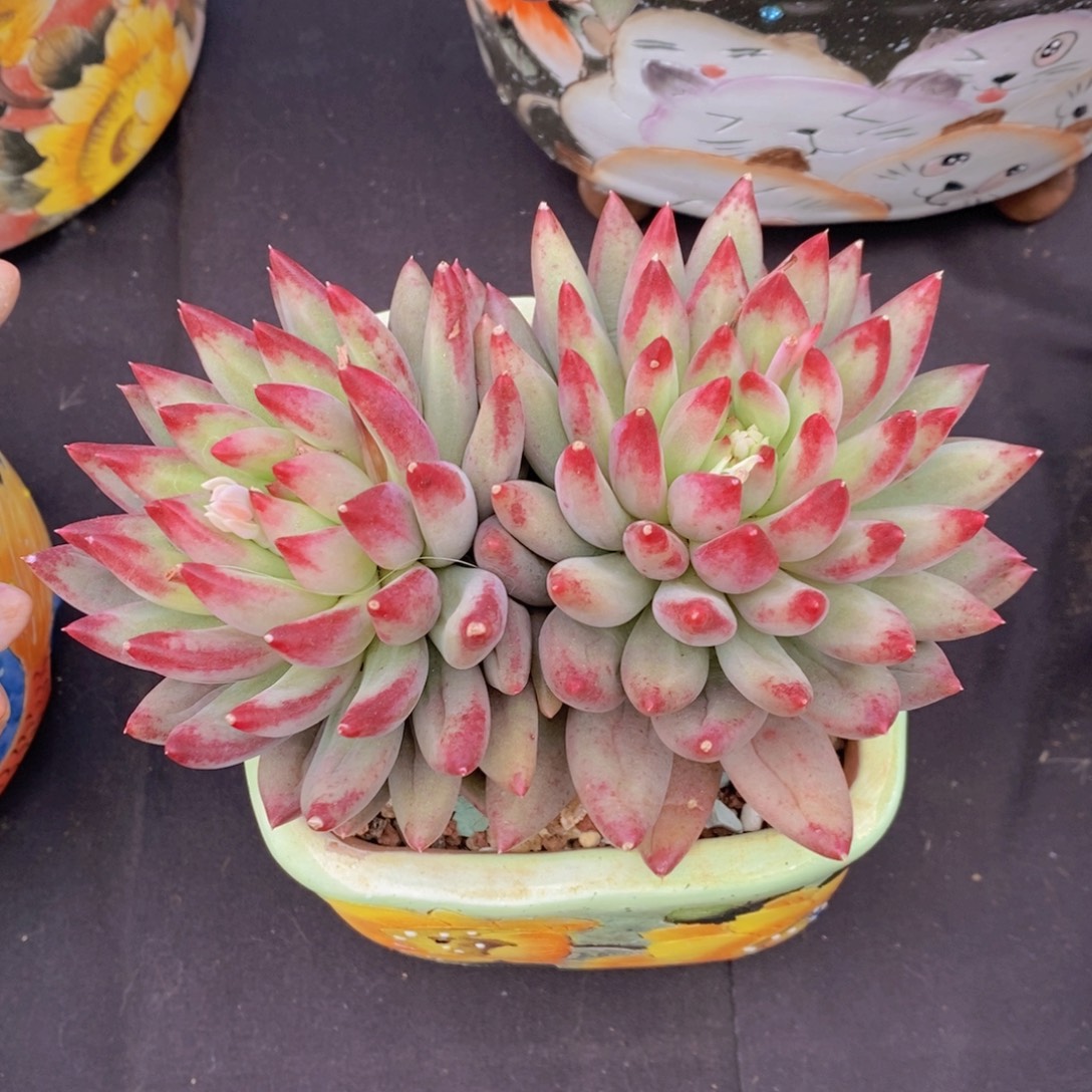 二代虞美人 一物一拍 