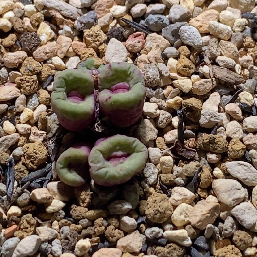贝特芬红嘴贝特芬红嘴