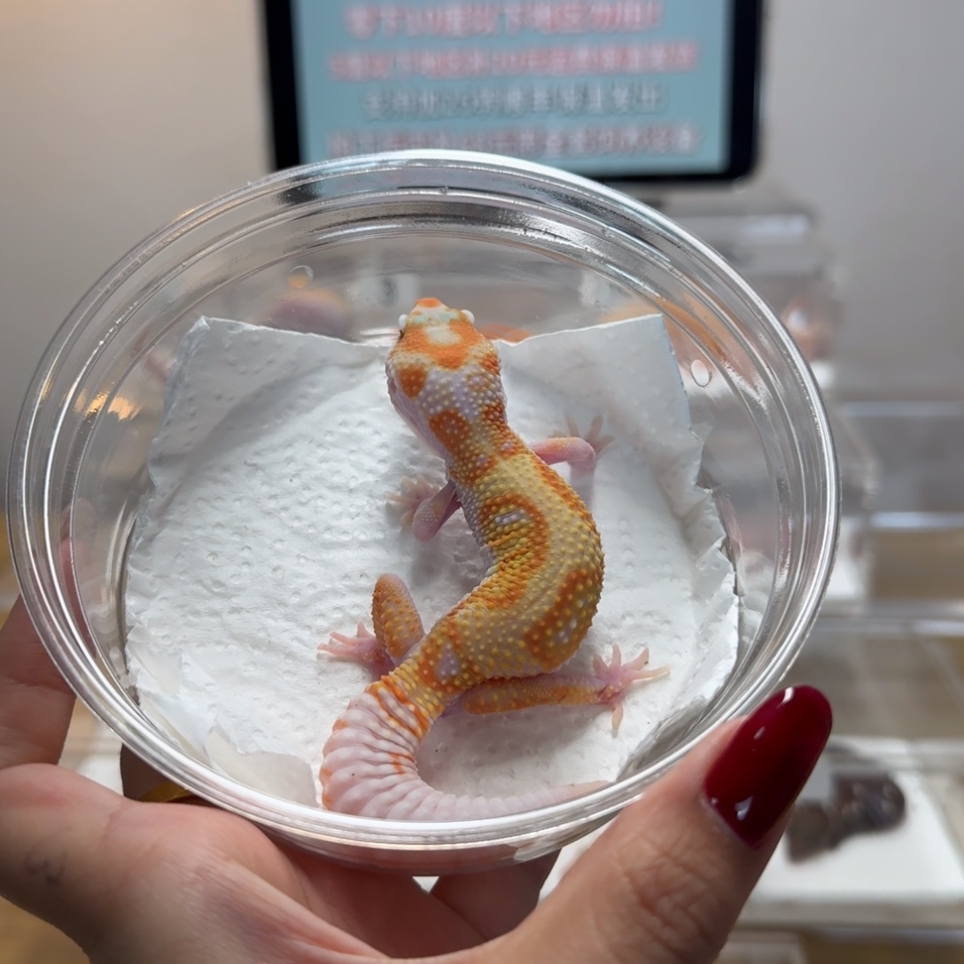 豹纹守宫雨水红直线