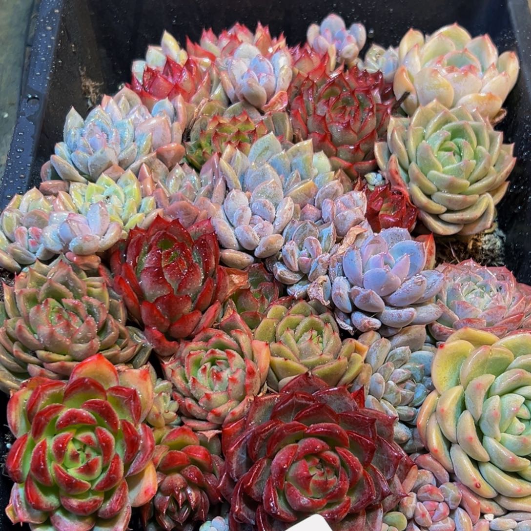 676多肉葡萄领导人物库资料