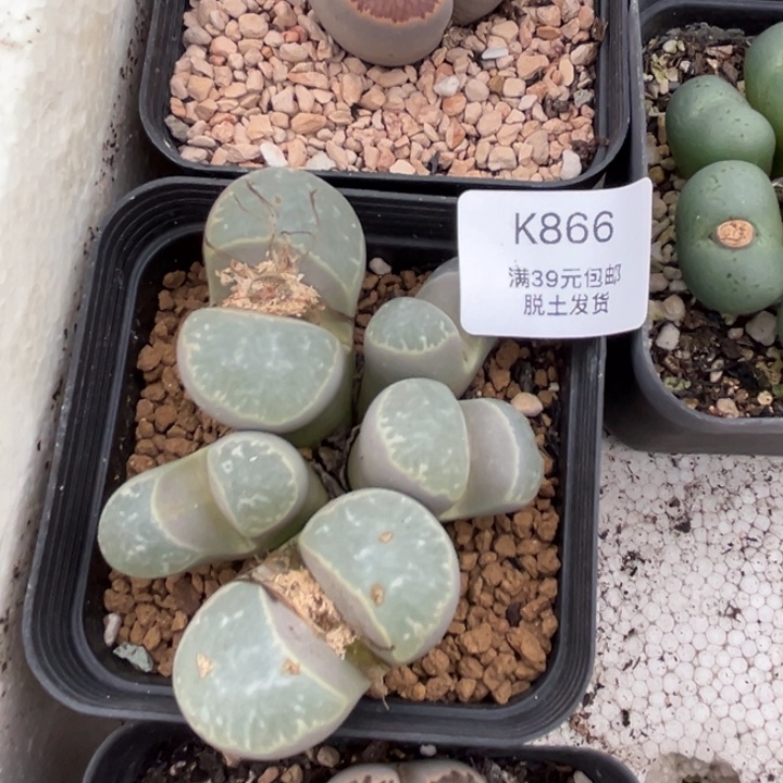 866哈哈哈哈哈哈哈哈多肉