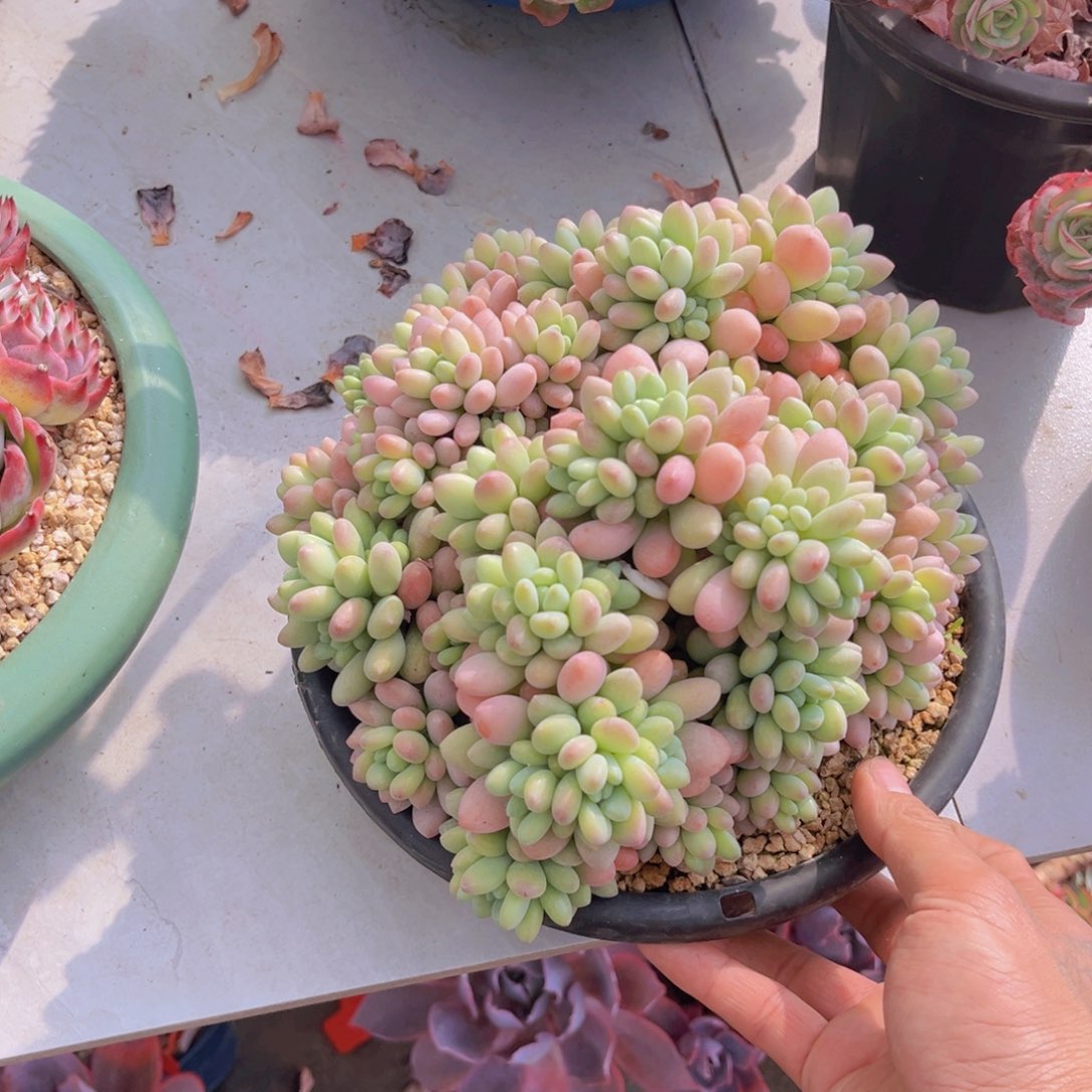 鱼子酱多肉植物盆栽