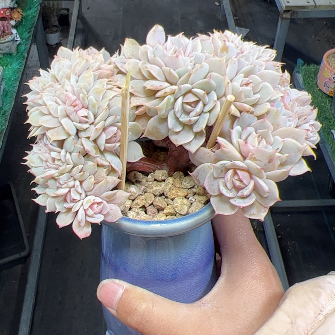 636 满38包邮一物一拍