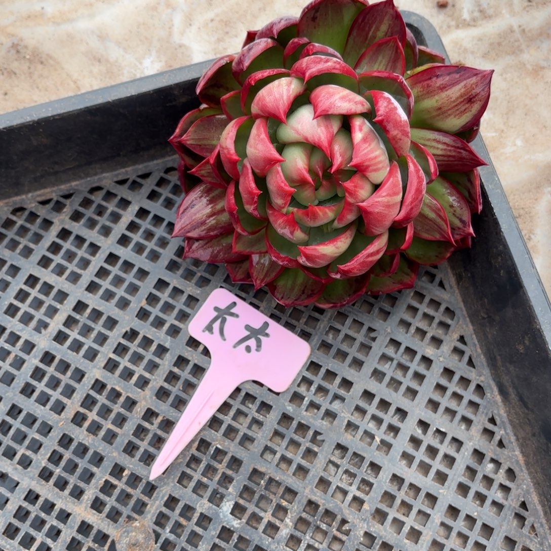 S***太多肉惊鸿仙子 好看的好看的