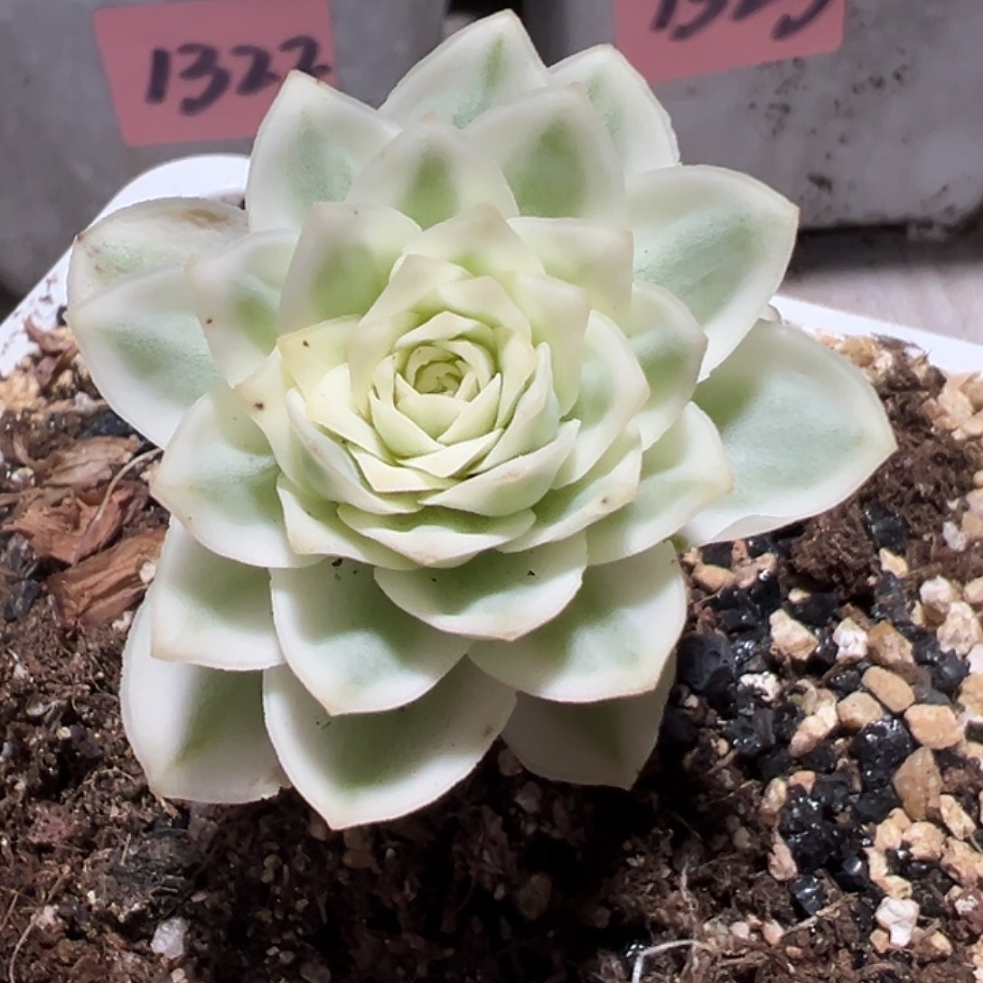 极***志山地玫瑰锦秋夕1346号