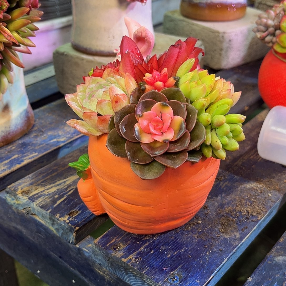 这个是真的很好看小兔子