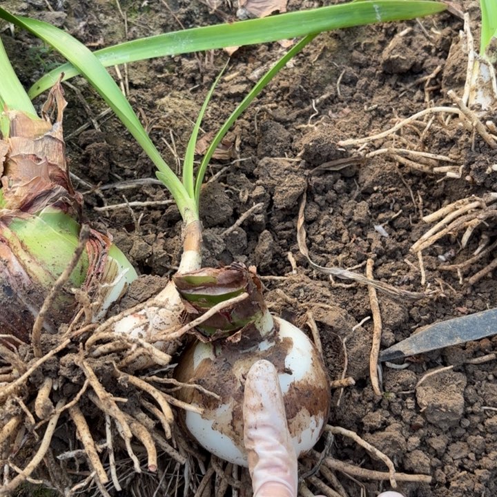 无花朵小****0籽播三颗开花不售后1189福利