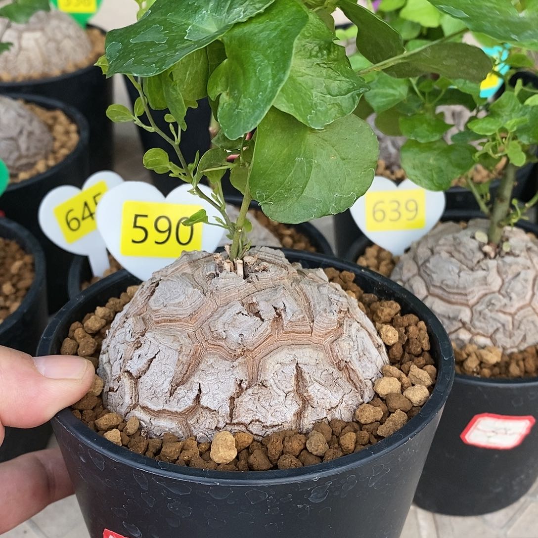 南非龟甲龙龟甲龙