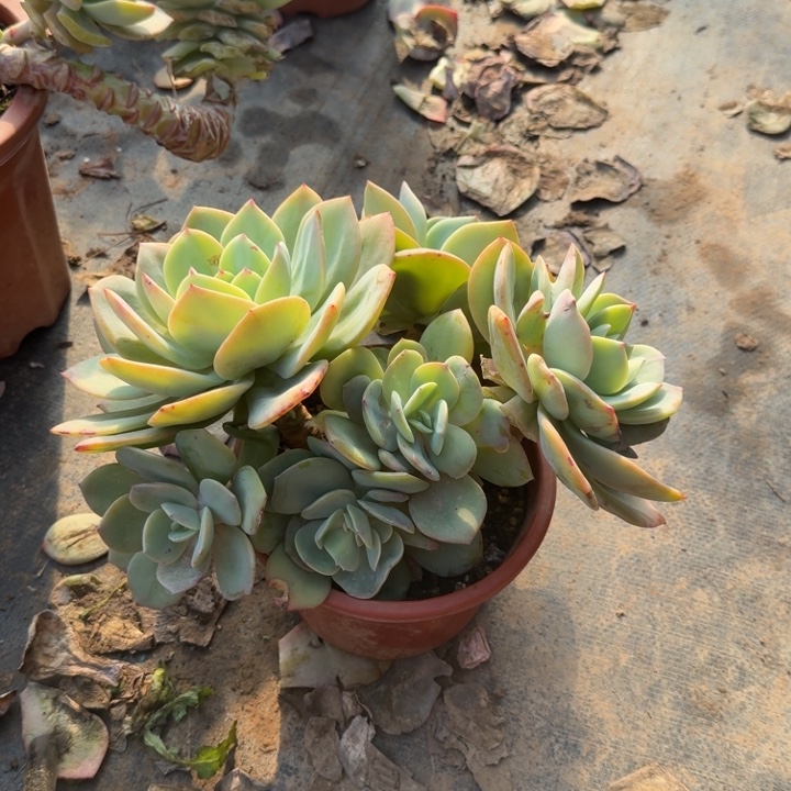 白凤白凤多肉植物