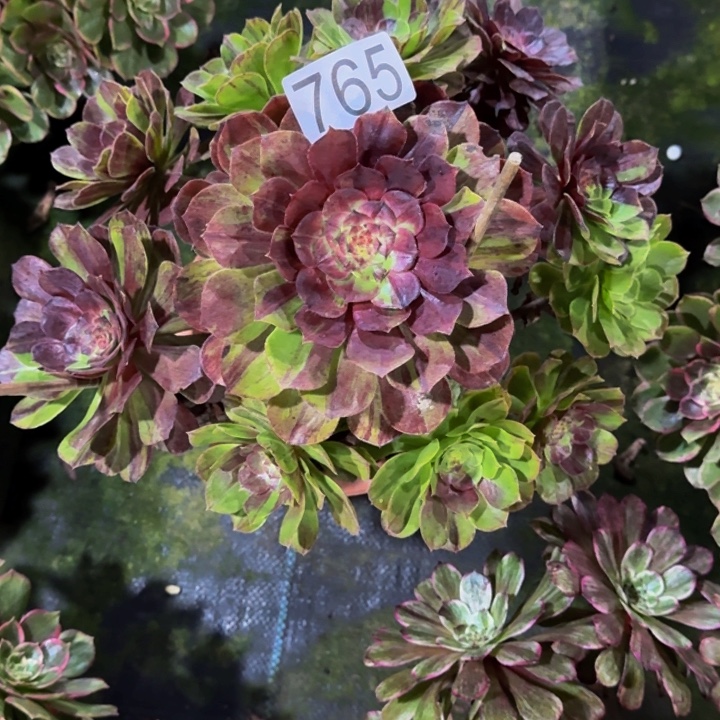 无花朵000000000765花月夜福利价