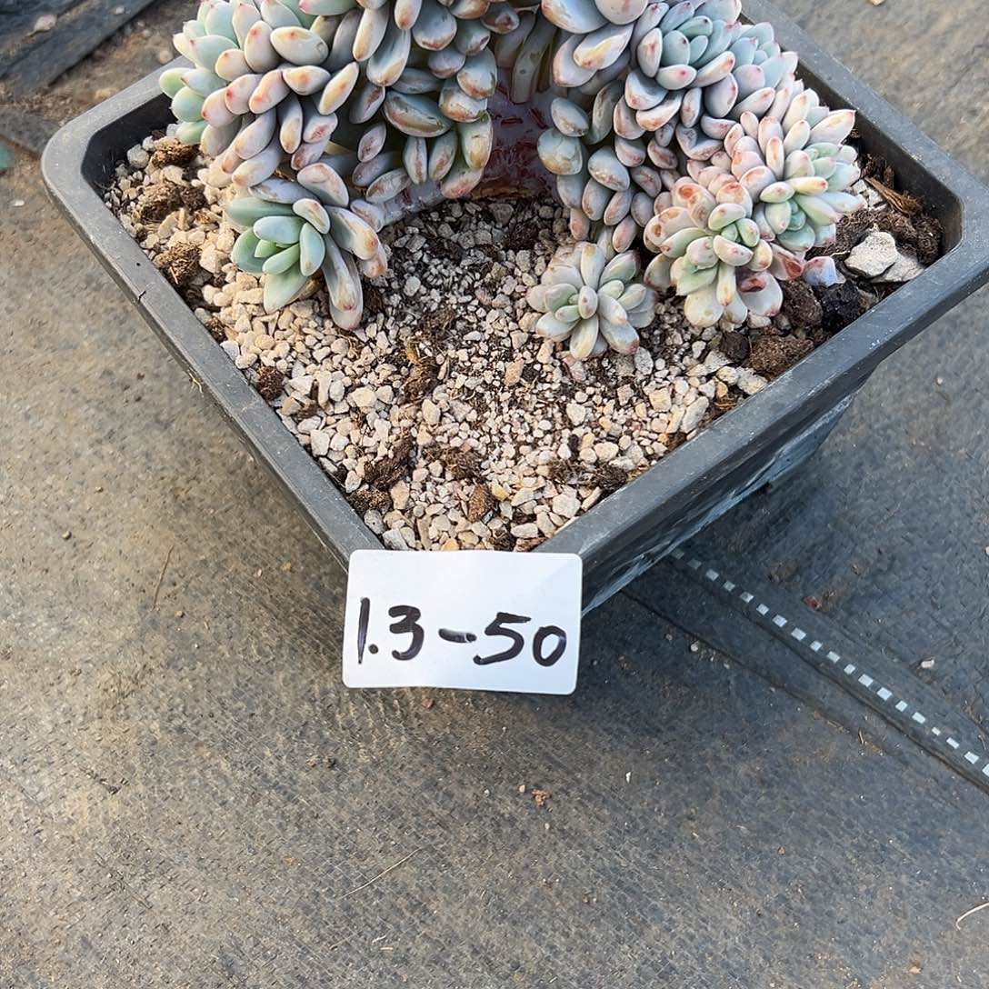 郭***姐1.3-50星星雪缀多肉植物
