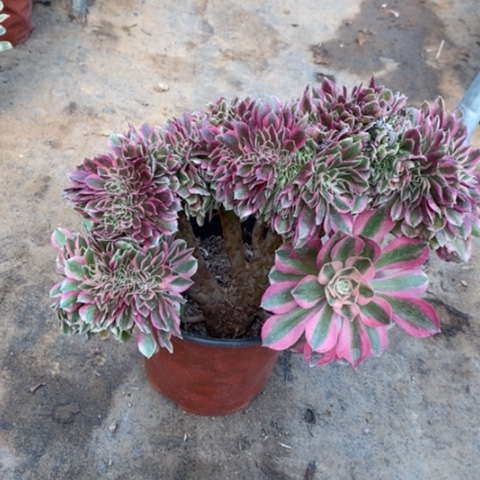 粉女巫多肉植物009