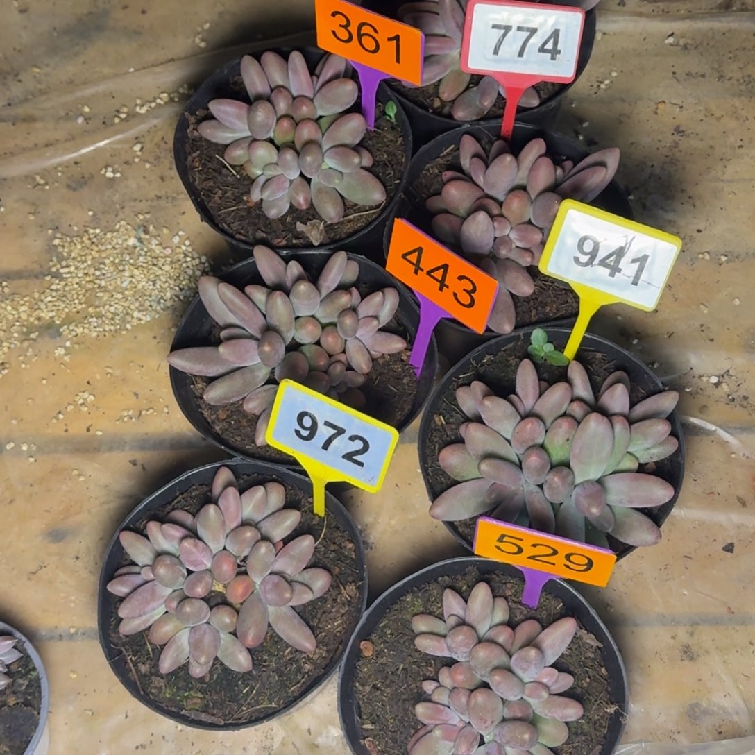 捂****多肉植物糖果美人7颗