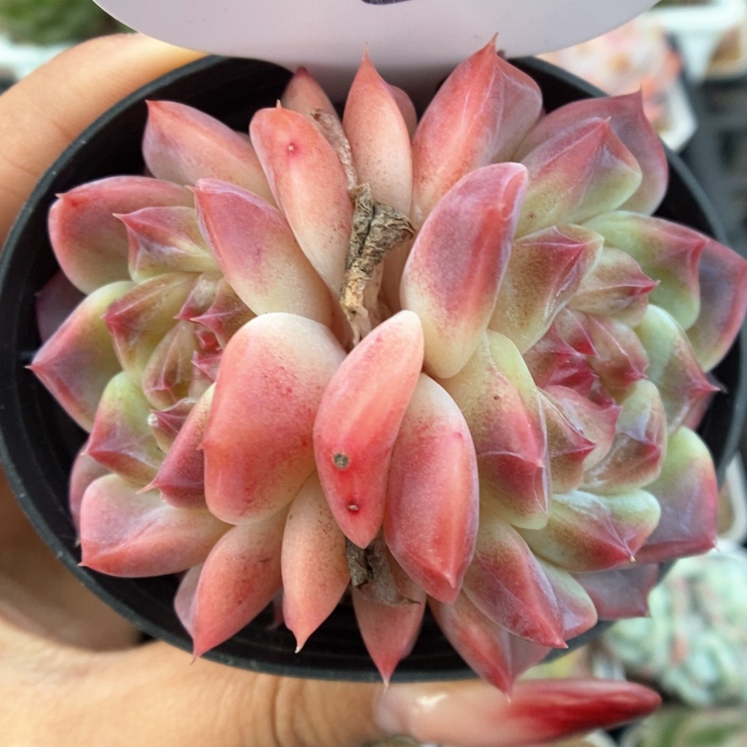 双头冰魄可拍2号。        