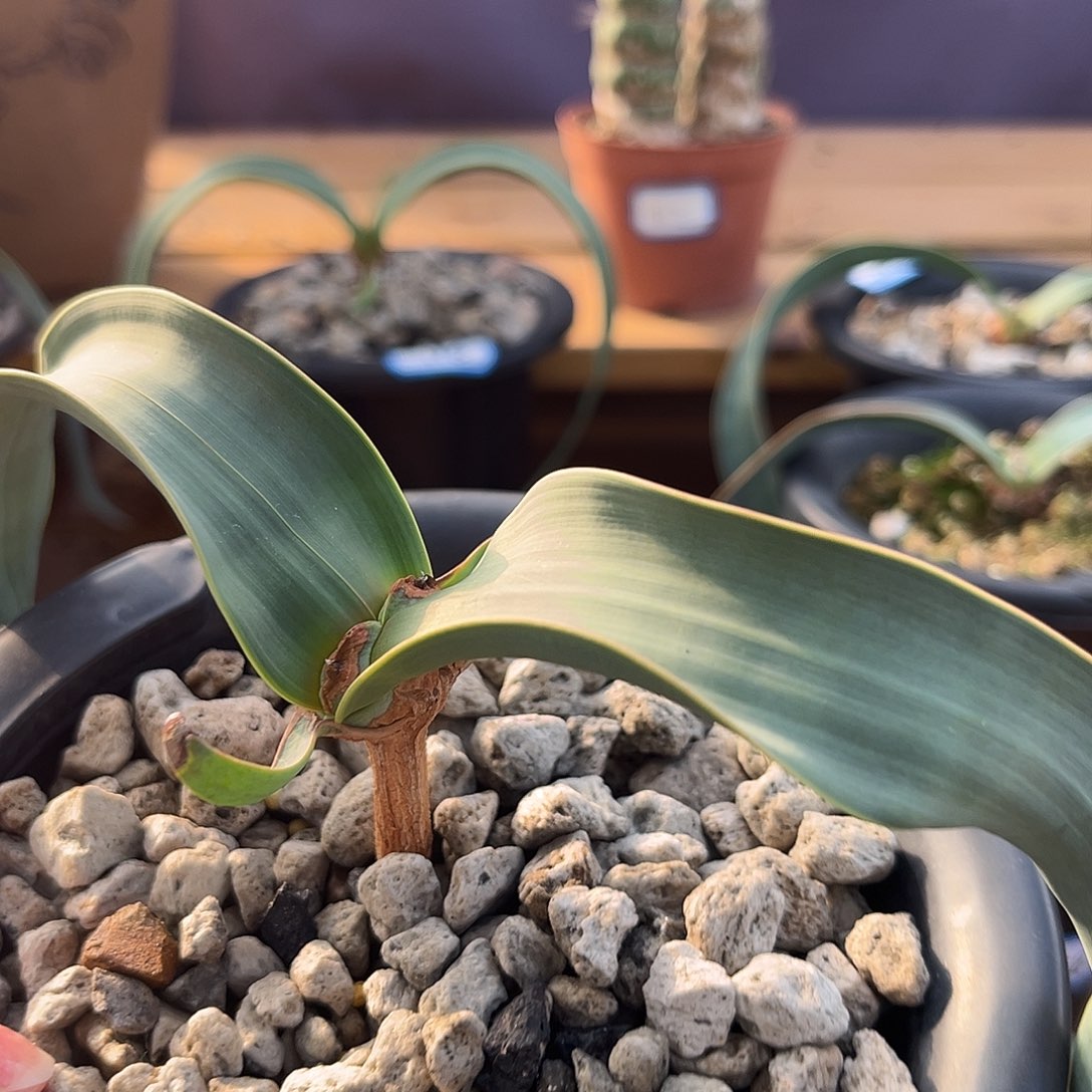 汤圆植物128百岁兰有金线