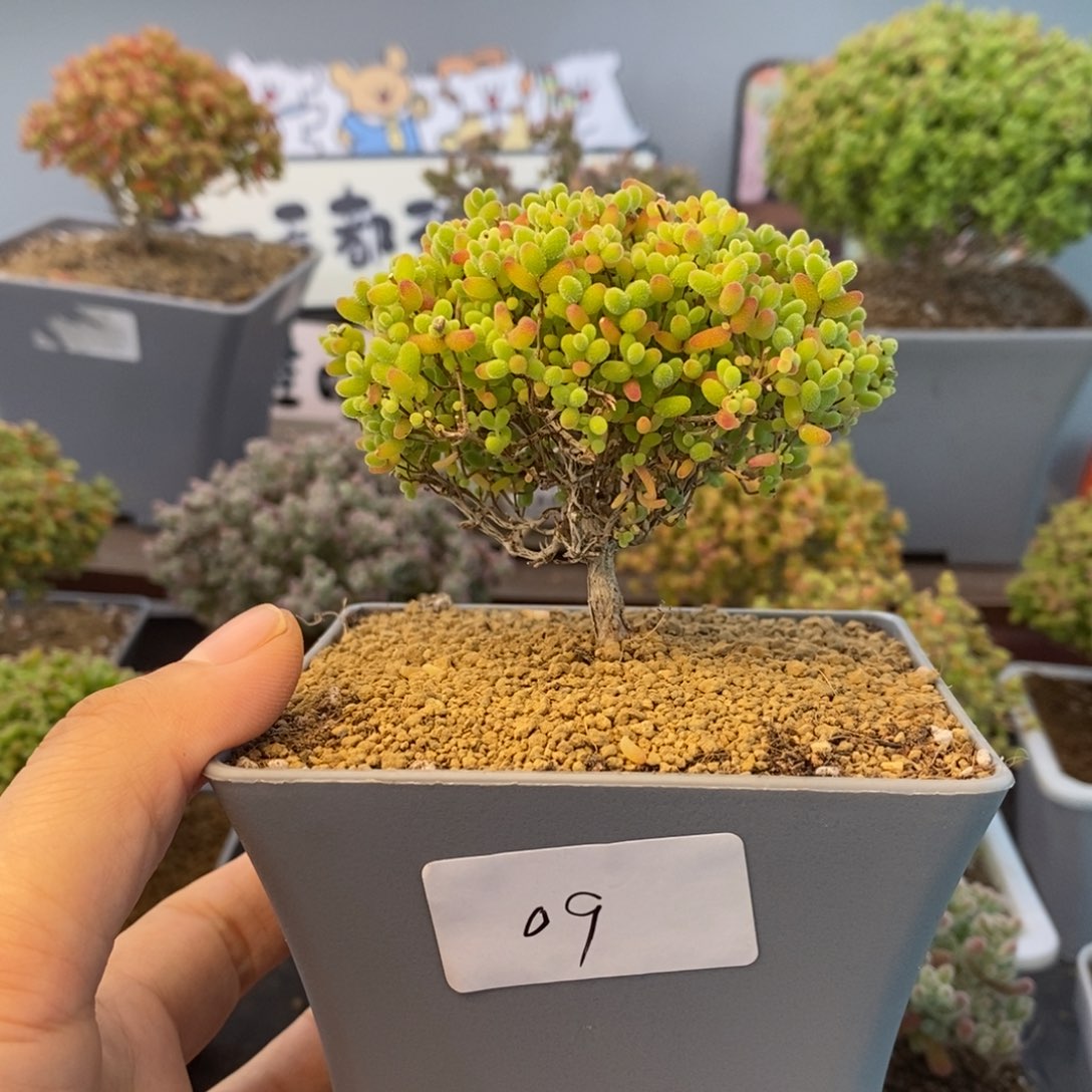 09蜜橘糖球枝干番杏