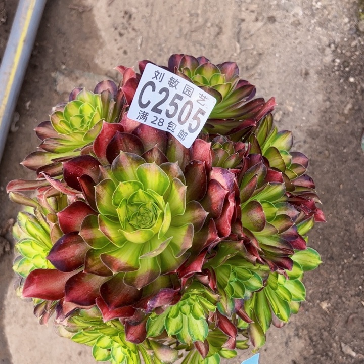 2505韶华多肉植物法师的