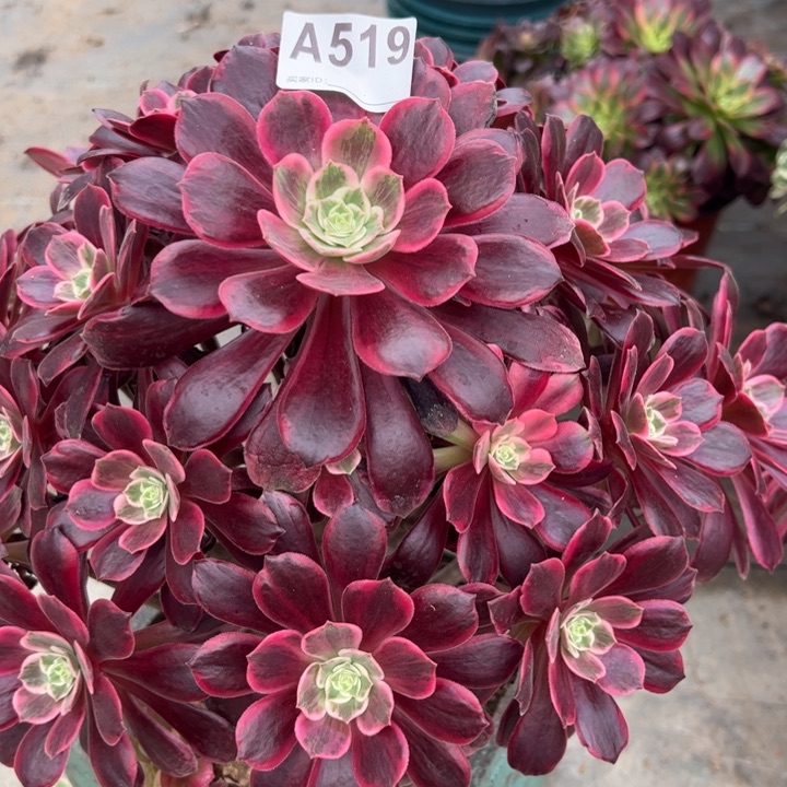 519白婚纱30厘米左右