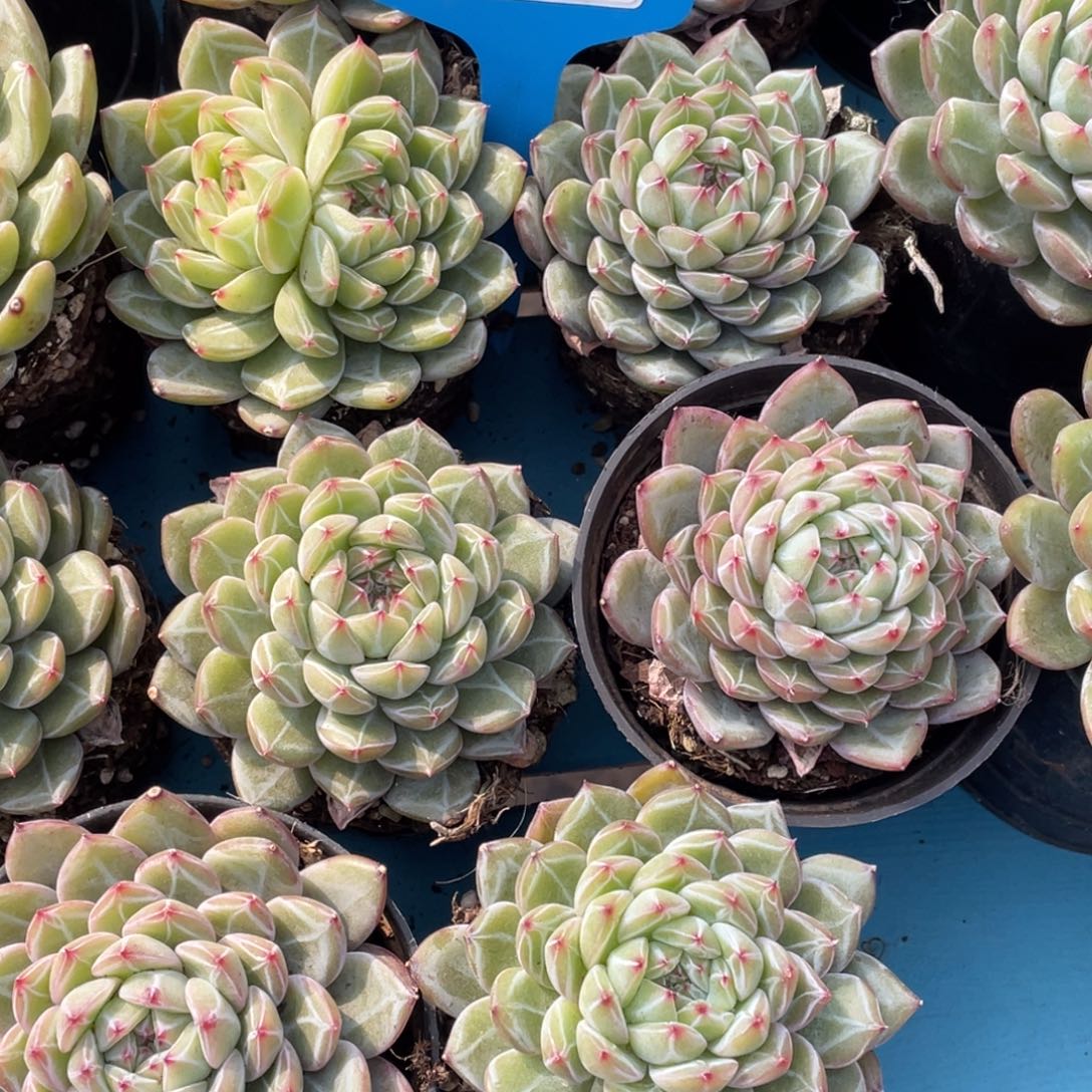 1207-1-雪花珍妮单头开播福利