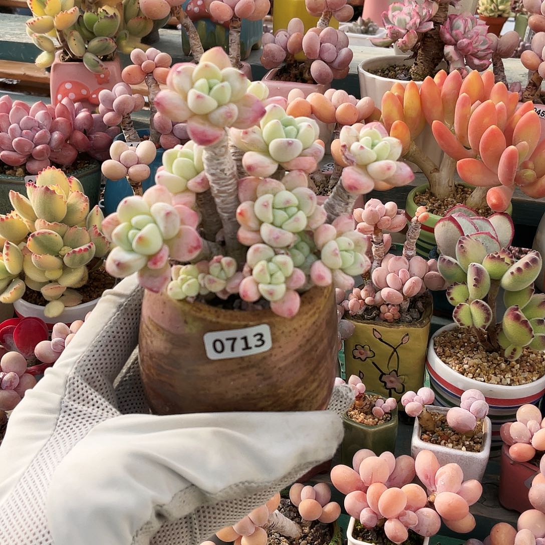 多肉植物的生长发育