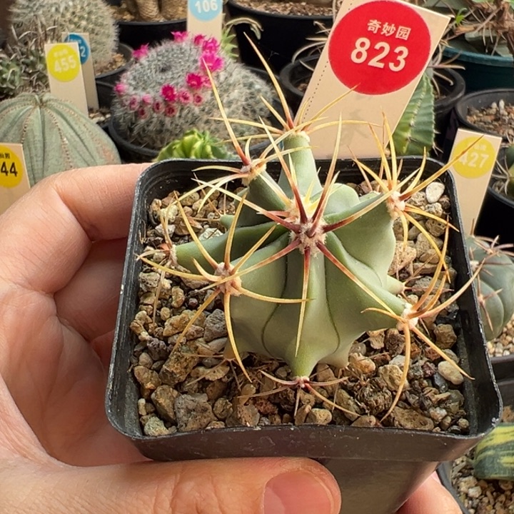 实生花刺春楼一棵仙人球