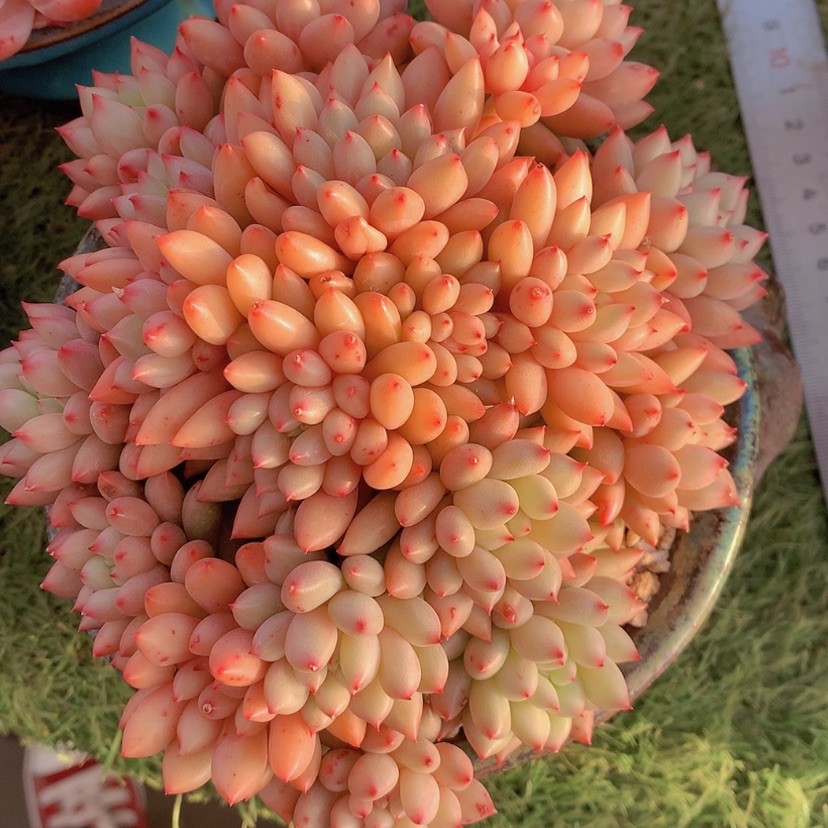 【闪购商品】芳*华彩虹岩字