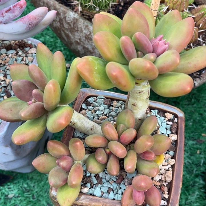 芒果奶23165多肉植物