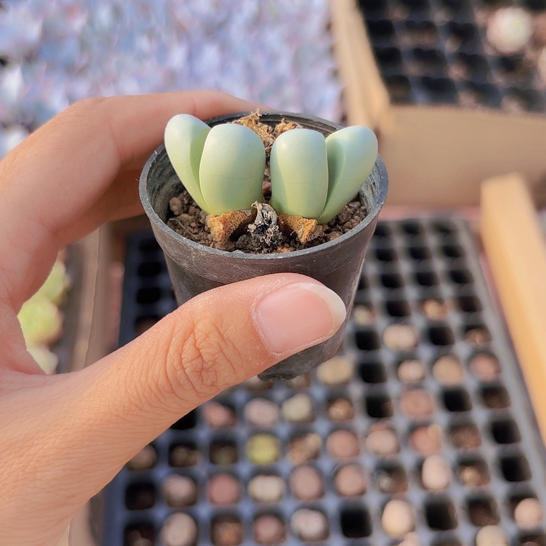 精品生石花多肉植物