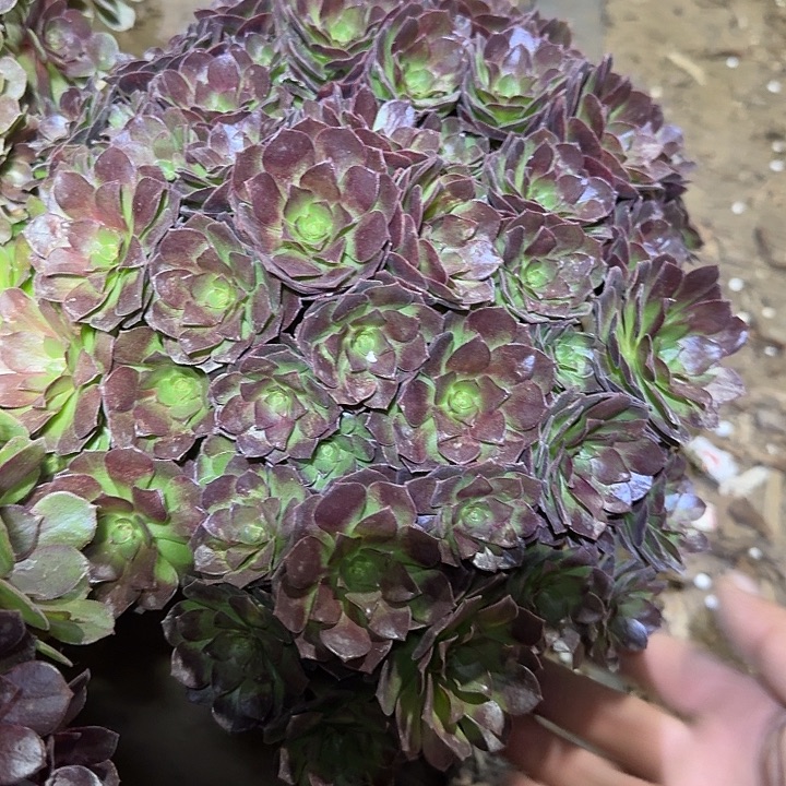 精品花花公子朵朵亏本福利