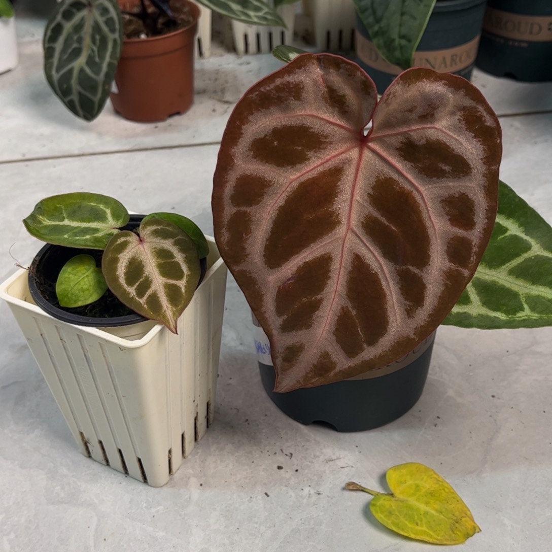 无花朵0765 铜红➕华丽银杂Skg银红