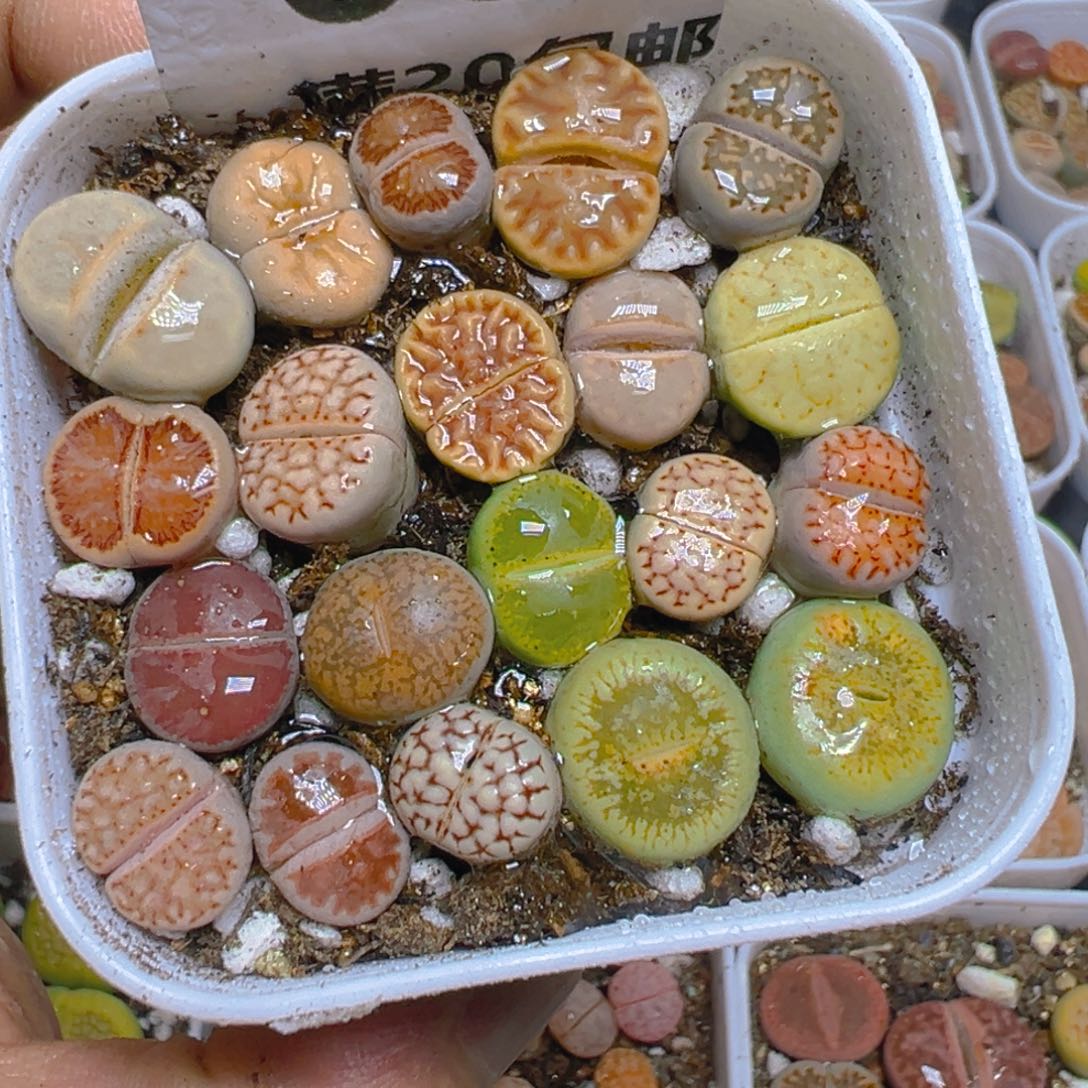 【闪购商品】 601。