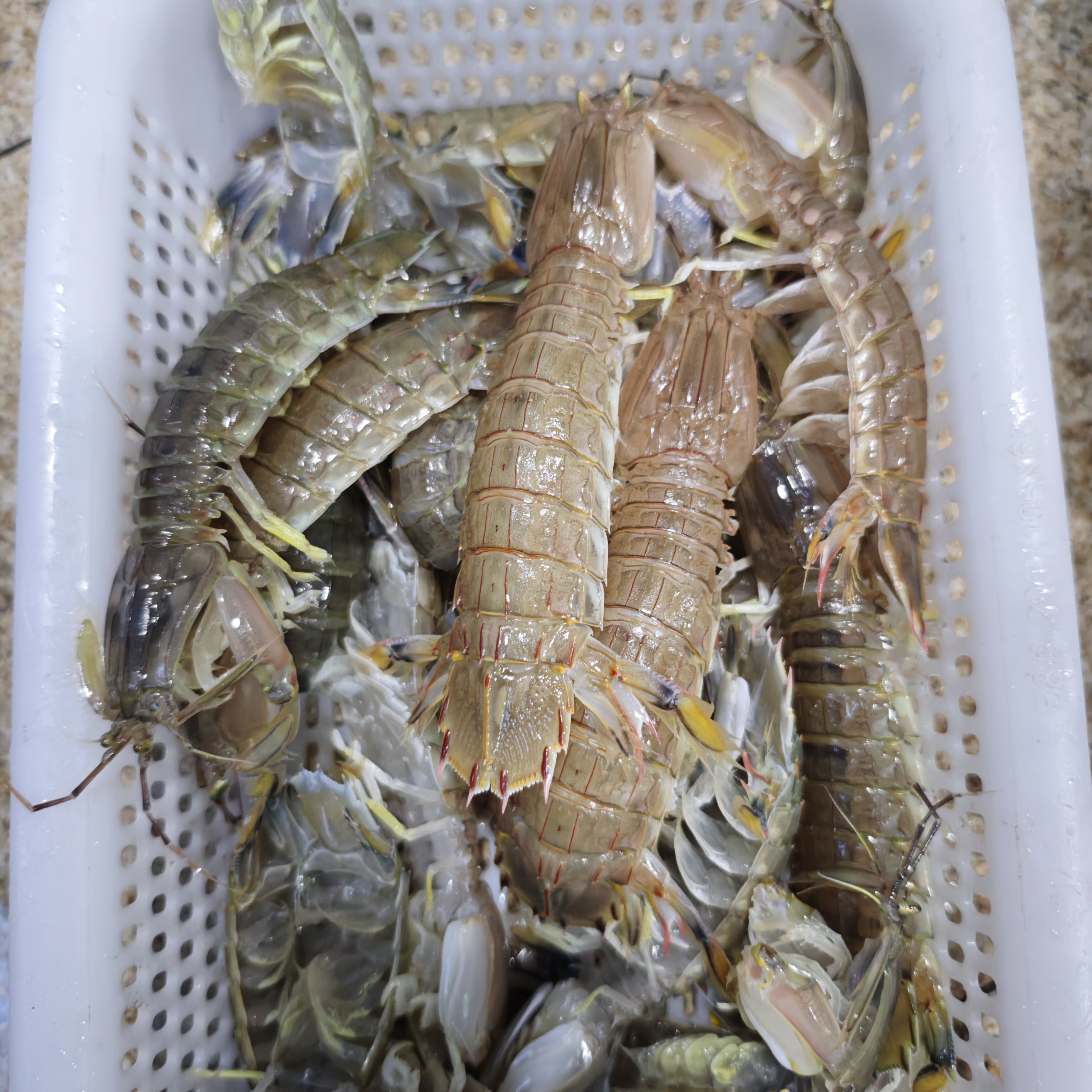 鲜活皮皮虾 新鲜虾姑500g