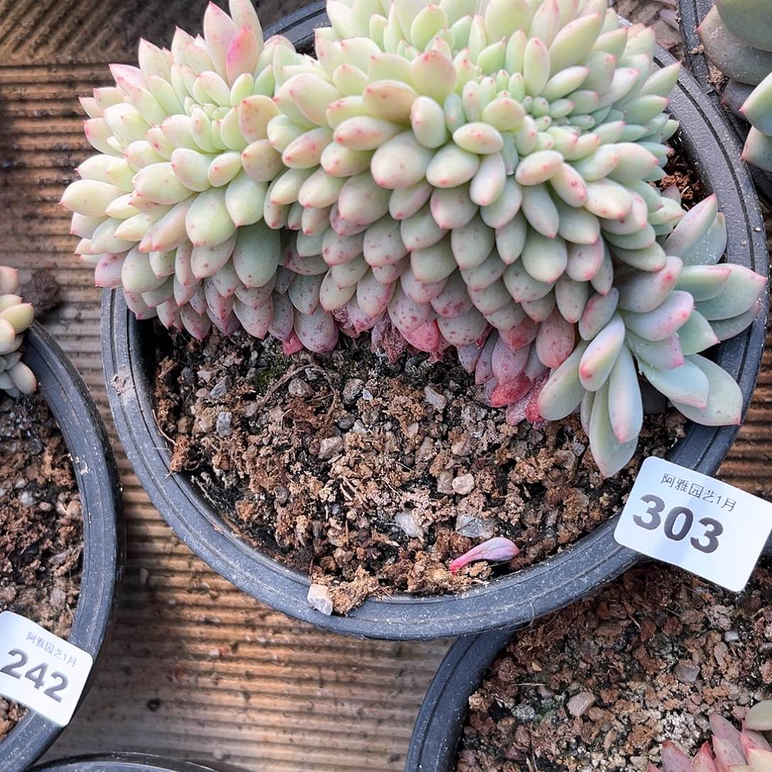 阿雅园艺。      303