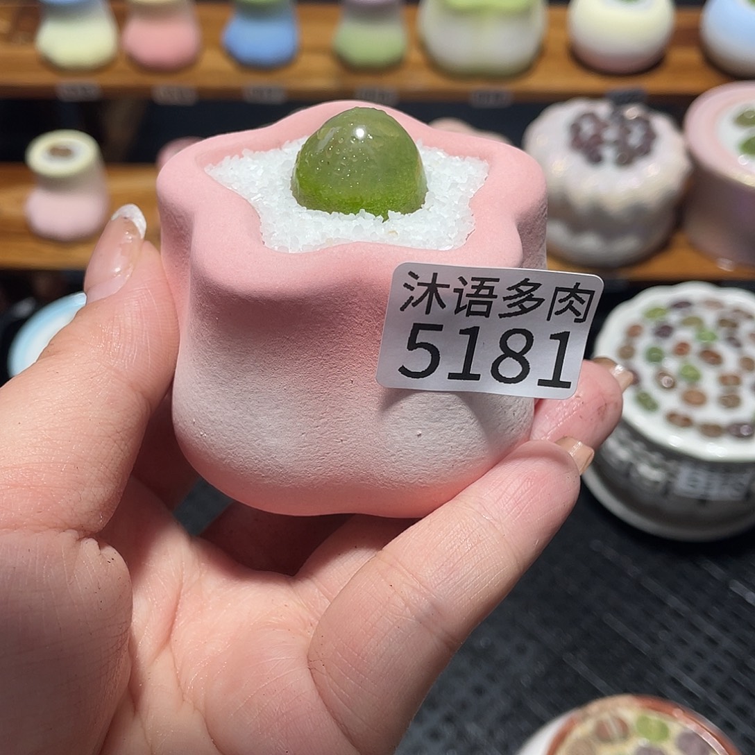 橙***皮带盆土植物 一物一拍5181