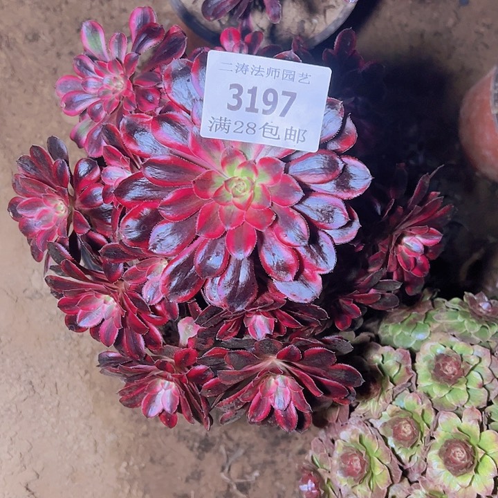 3197丽娜多肉植物2号