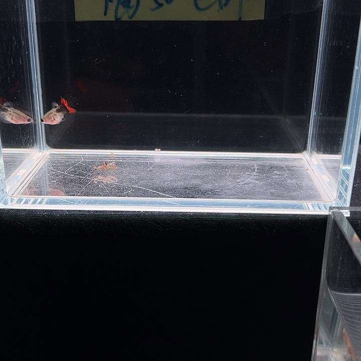 孔雀鱼海棠玻璃猫