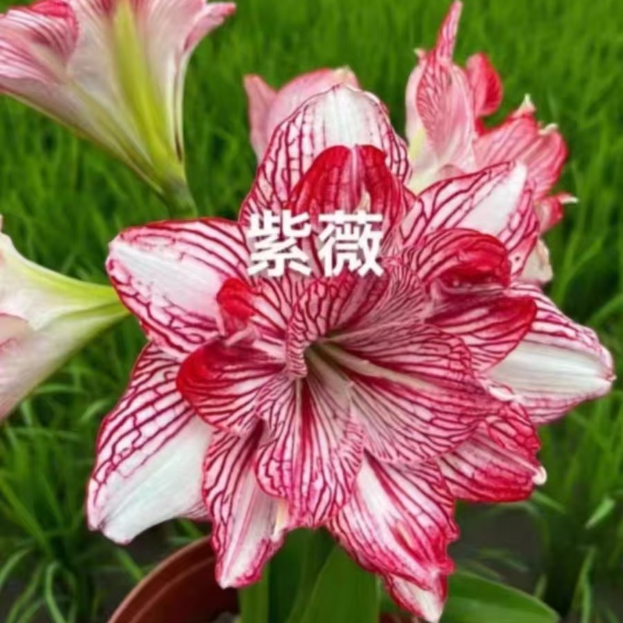 朱顶红【紫薇】只包对版，不包后期养护