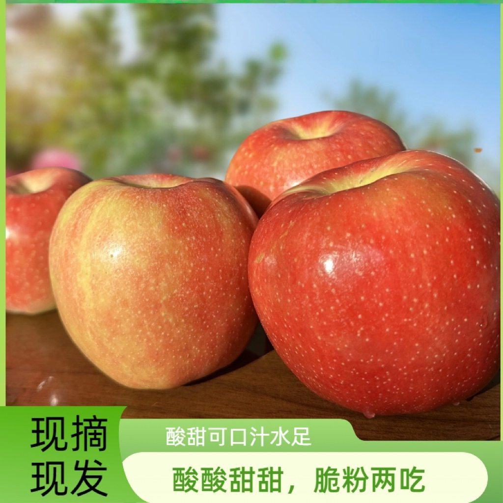 2025年头茬嘎啦王嘎啦红苹果新鲜水果脆面两吃酸甜可口应季水果