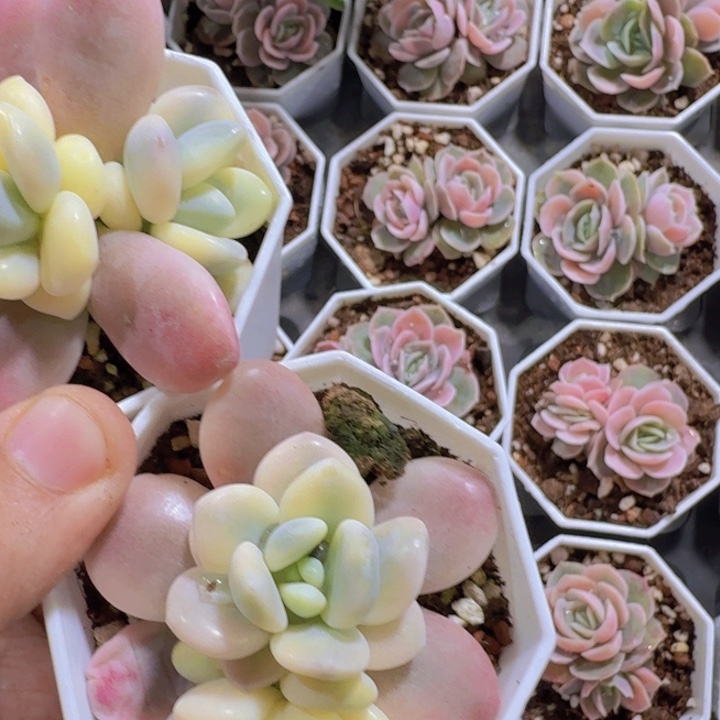 粉洛神锦王炸一颗