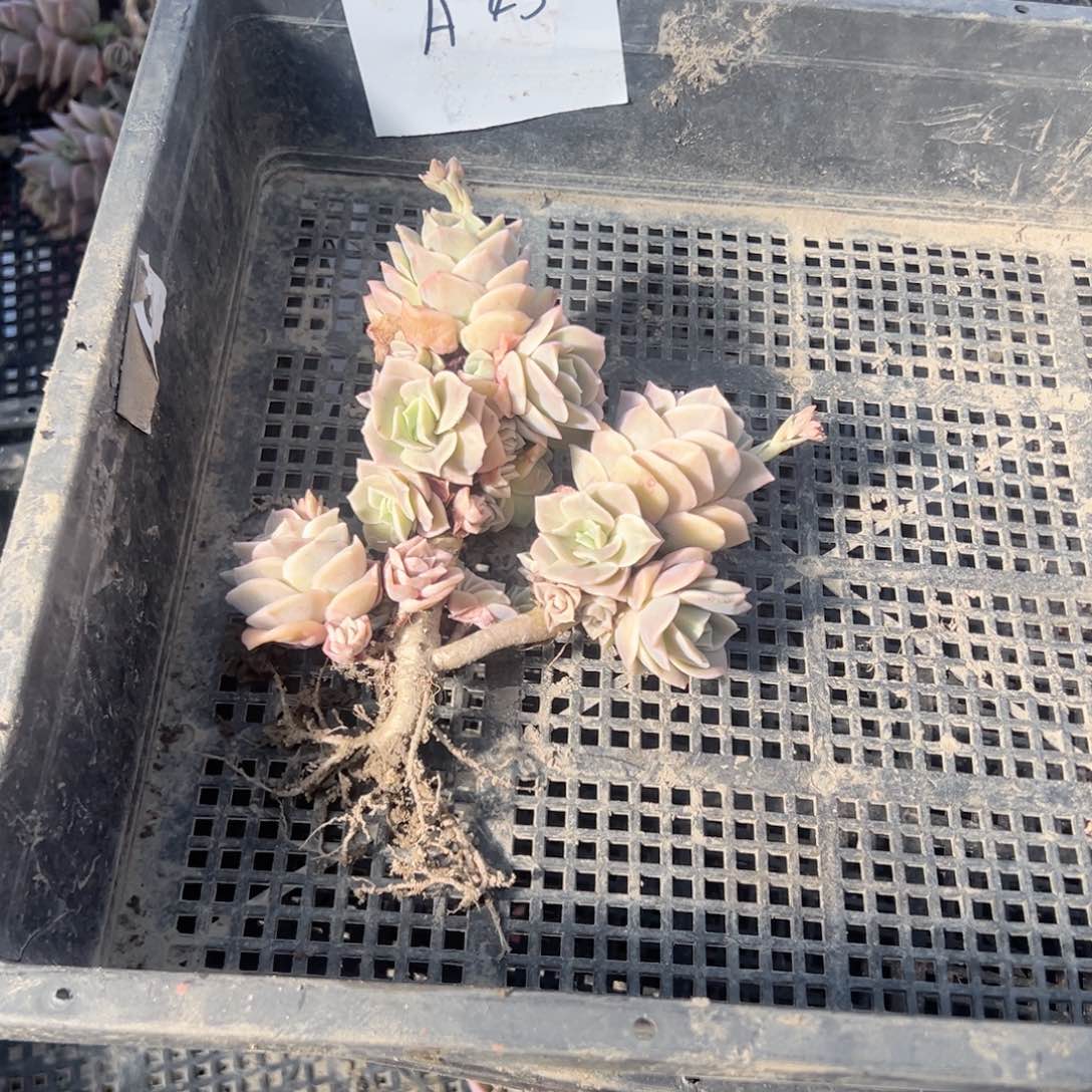 阿*a45可爱玫瑰可爱