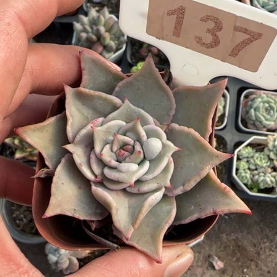 137饺子皮多肉植物多