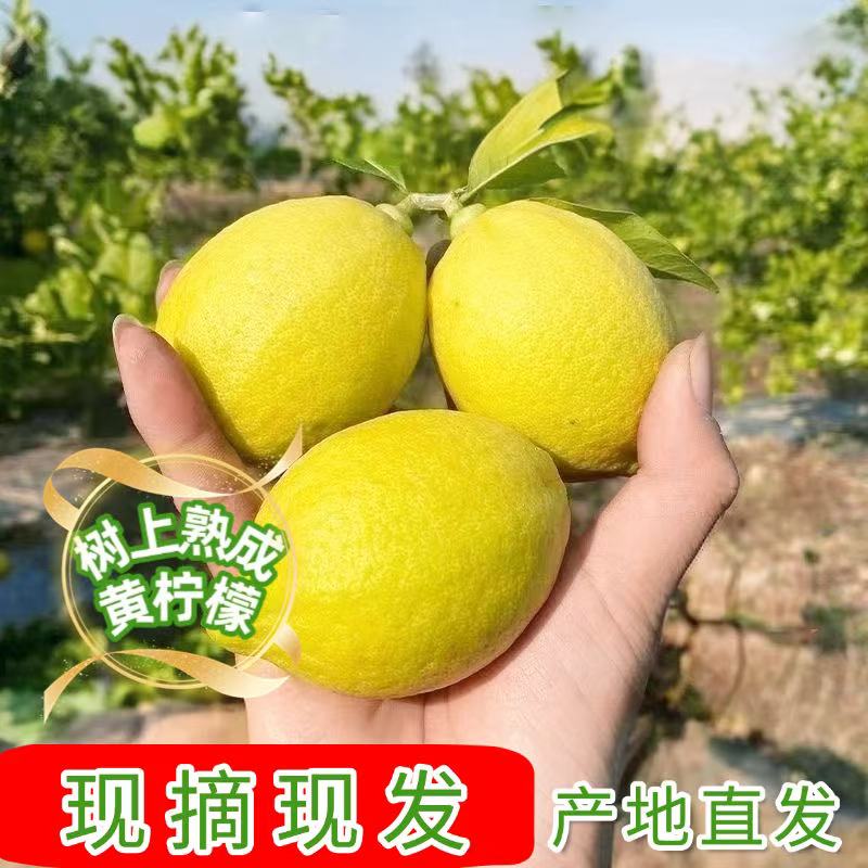 黄果新鲜香水柠檬广东正宗当季新鲜无籽黄果泡水榨汁商用