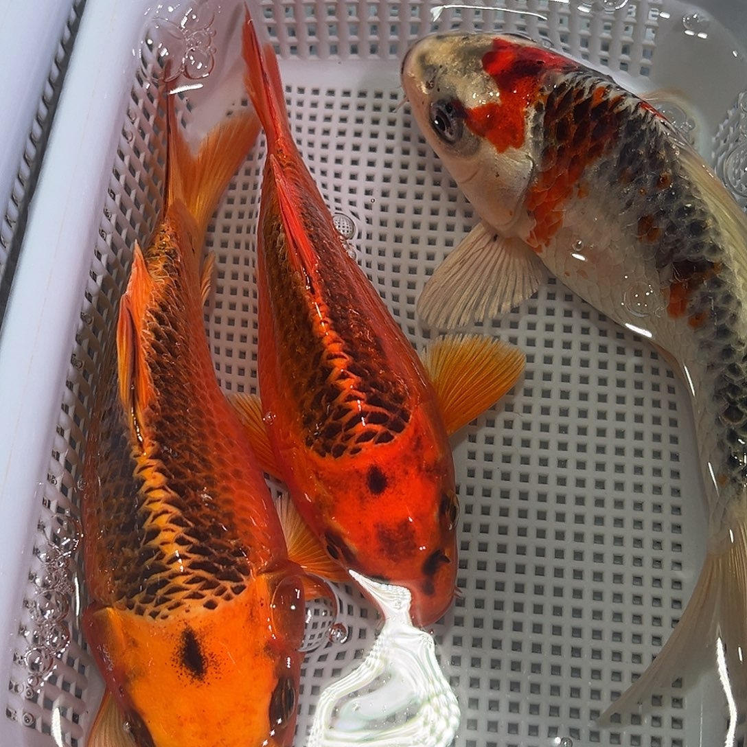 锦鲤锦鲤冷水鱼观赏122