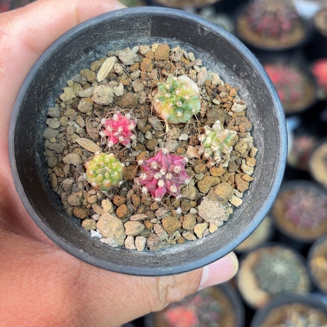 泰系侧牙自己发根仙人球23